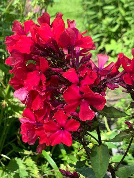 Phlox - Starfire, 1 Pack