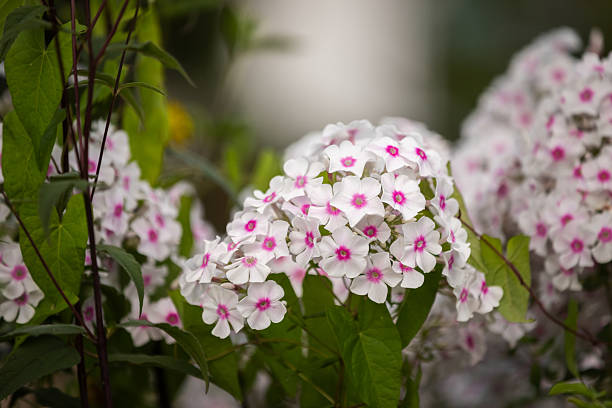 Phlox - White Eye Flame, 1 Pack