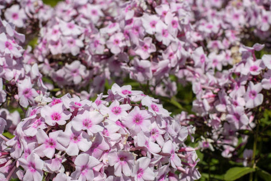 Phlox - White Eye Flame, 1 Pack