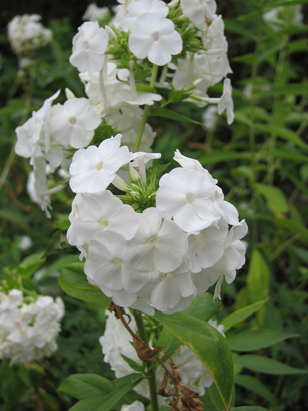 Phlox - David, 1 Pack