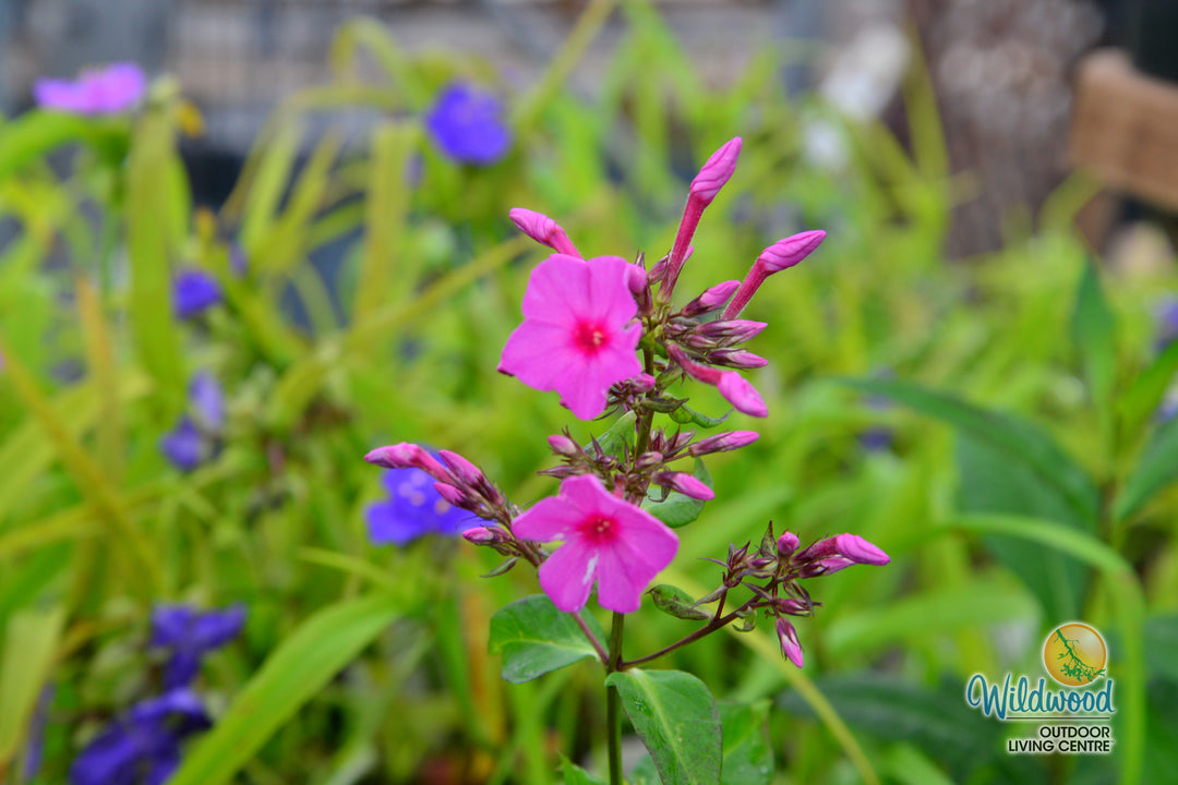 Phlox - Pink Flame, 1 Pack