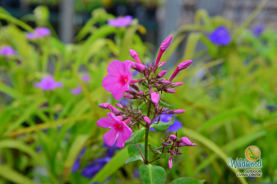 Phlox - Pink Flame, 1 Pack