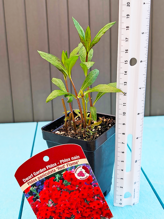PhloxPaniculata_RedFlame