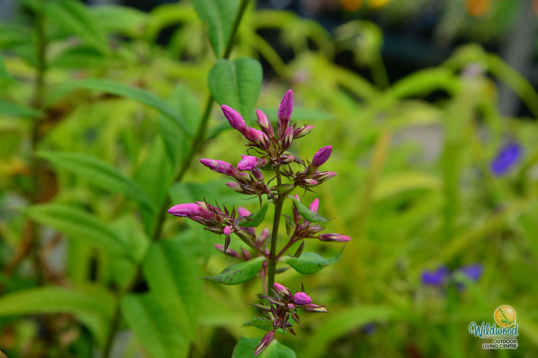 Phlox - Pink Flame, 1 Pack