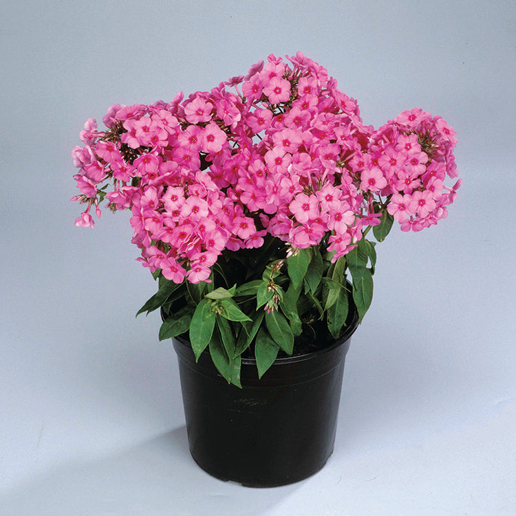 Phlox - Pink Flame, 1 Pack