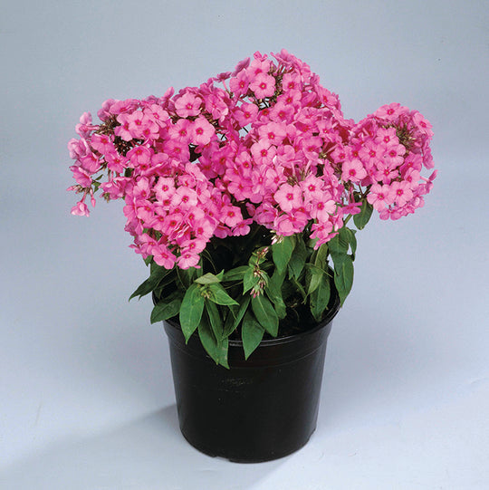 Phlox - Pink Flame, 1 Pack