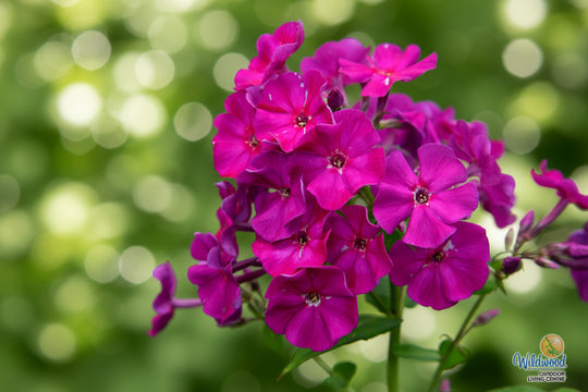 Phlox - Purple Flame, 1 Pack