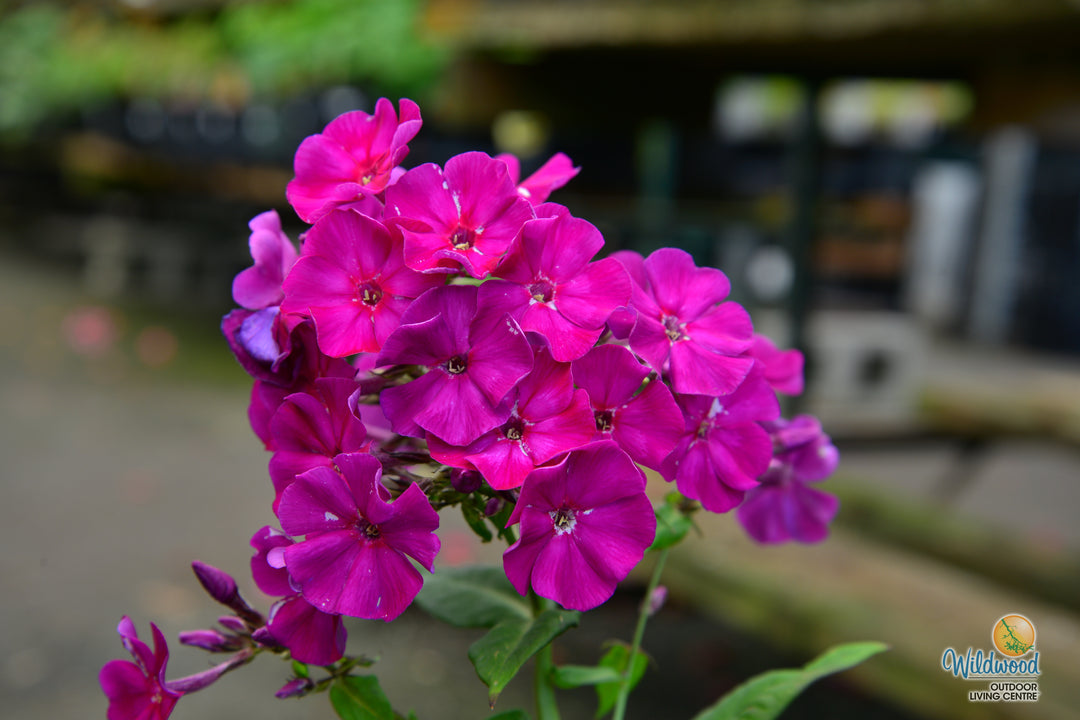 Phlox - Purple Flame, 1 Pack