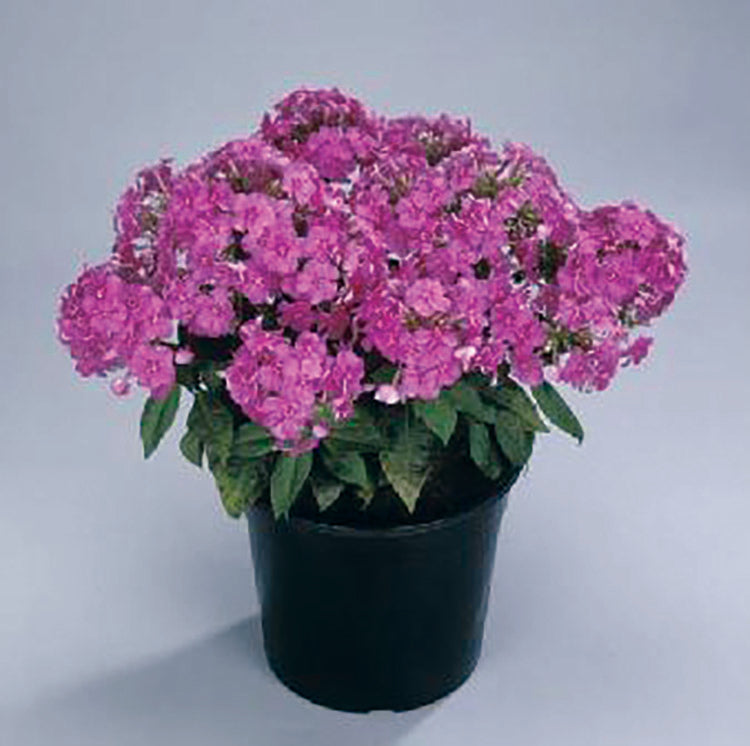 Phlox - Purple Flame, 1 Pack