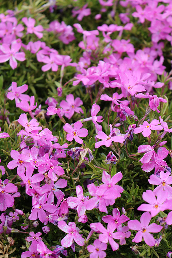 Phlox - Red Wings, 1 Pack