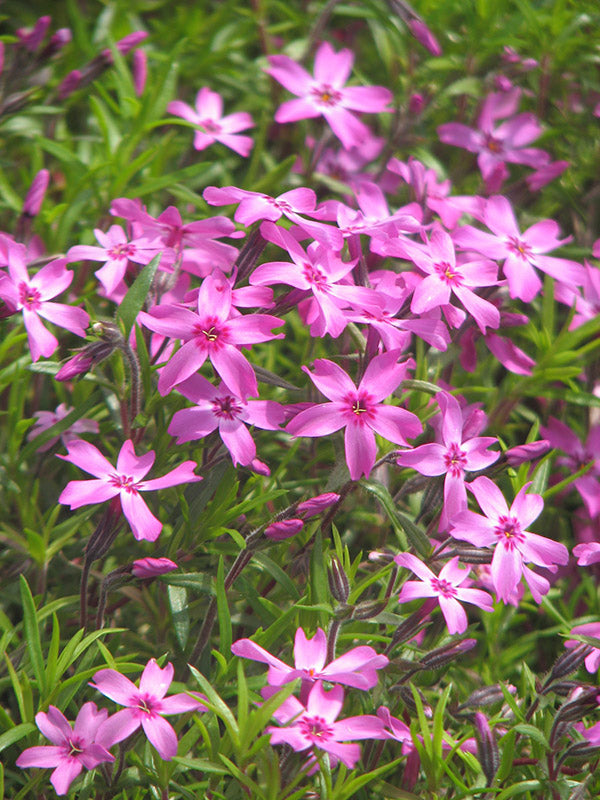 Phlox - Emerald Pink, 1 Pack