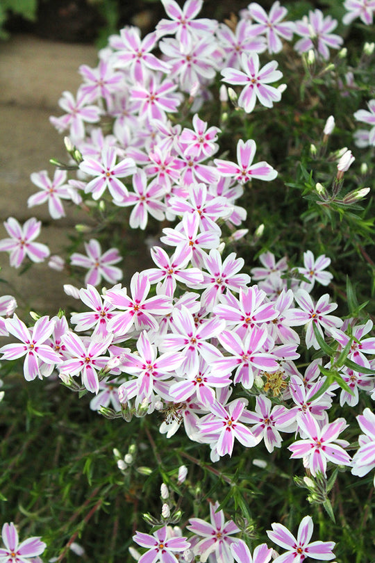 Phlox - Candy Stripe, 1 Pack