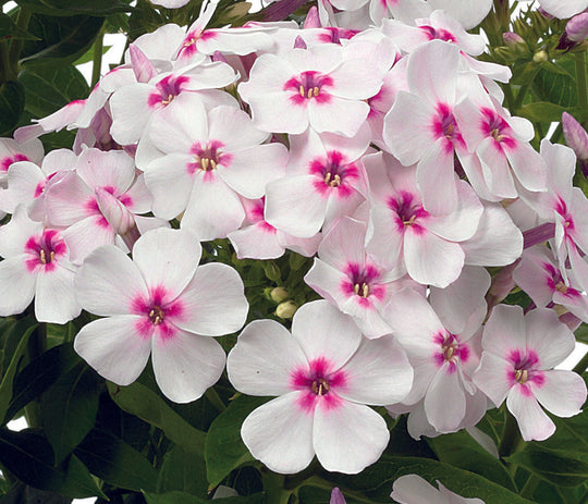 Phlox - White Eye Flame, 1 Pack
