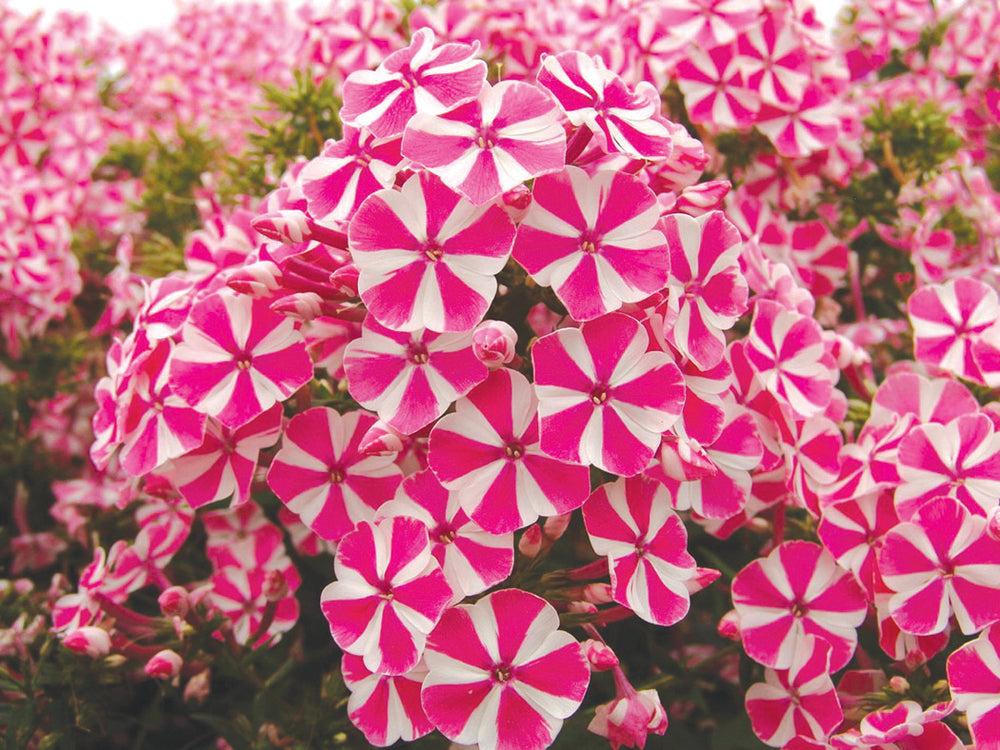 Phlox - Peppermint Twist, 1 Pack