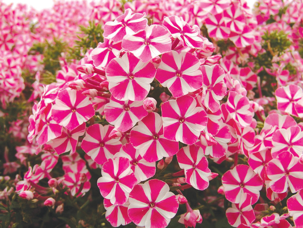 Phlox - Peppermint Twist, 1 Pack