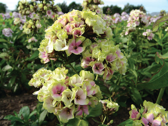 Phlox - Sherbet Cocktail Blend, 1 Pack