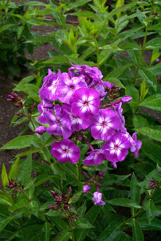 Phlox - Laura, 1 Pack