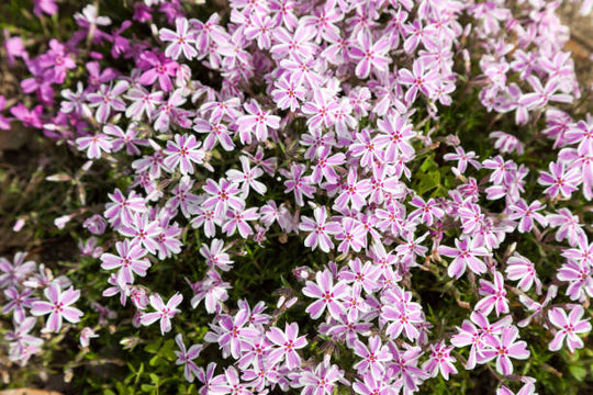 Phlox - Candy Stripe, 1 Pack