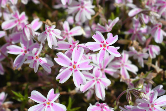 Phlox - Candy Stripe, 1 Pack