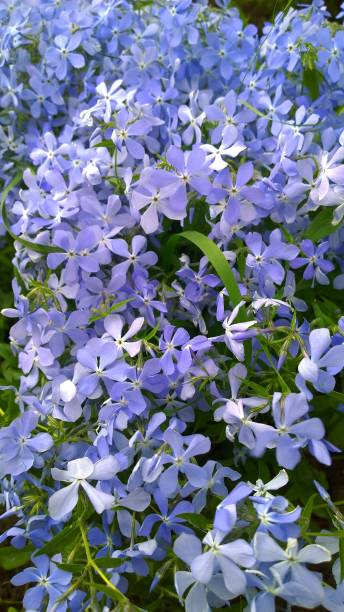 Phlox - Emerald Blue, 1 Pack