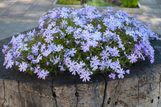 Phlox - Emerald Blue, 1 Pack