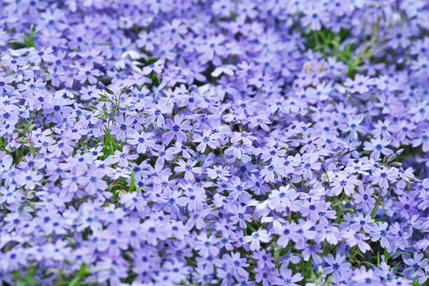 Phlox - Emerald Blue, 1 Pack