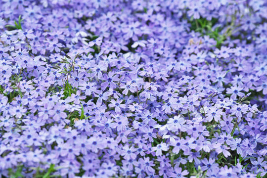 Phlox - Emerald Blue, 1 Pack