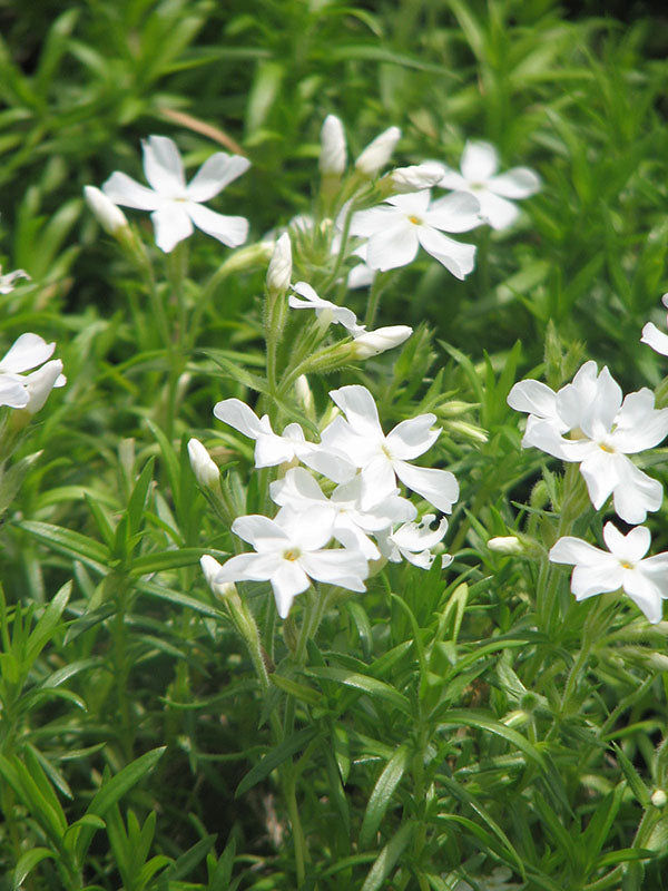 Phlox - Snowflake, 1 Pack