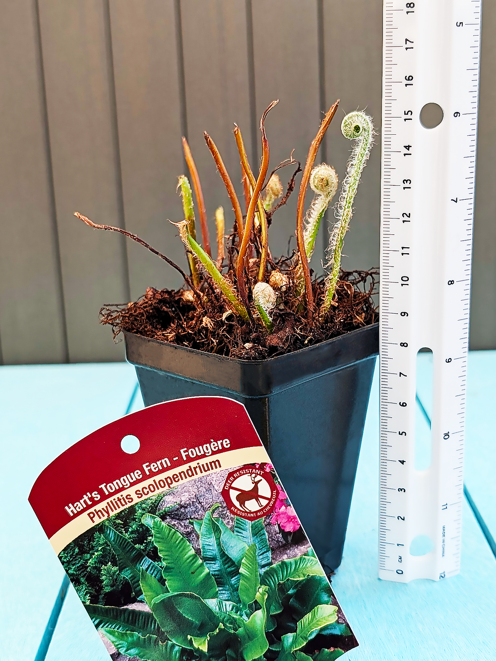 PhyllitisScolopendrium