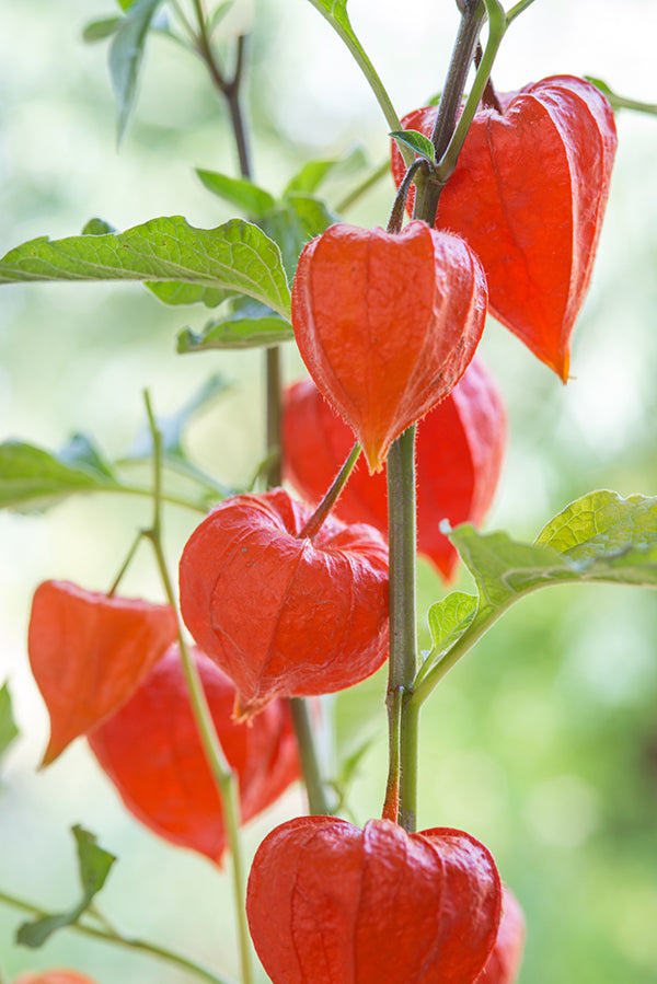 Physalis Chinese Lantern - Pacific Northwest Seeds