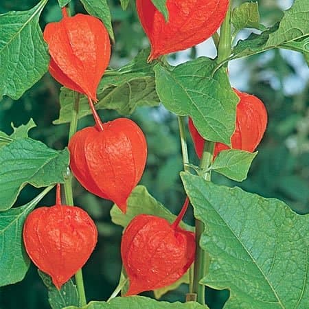 Physalis Chinese Lantern - Pacific Northwest Seeds