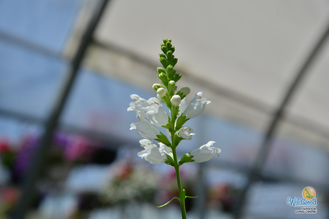 Physostegia - Crystal Peak White, 1 Pack