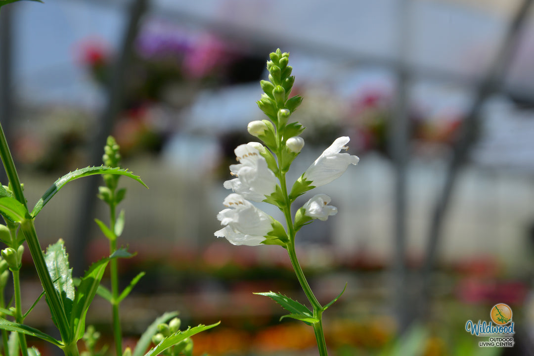 Physostegia - Crystal Peak White, 1 Pack