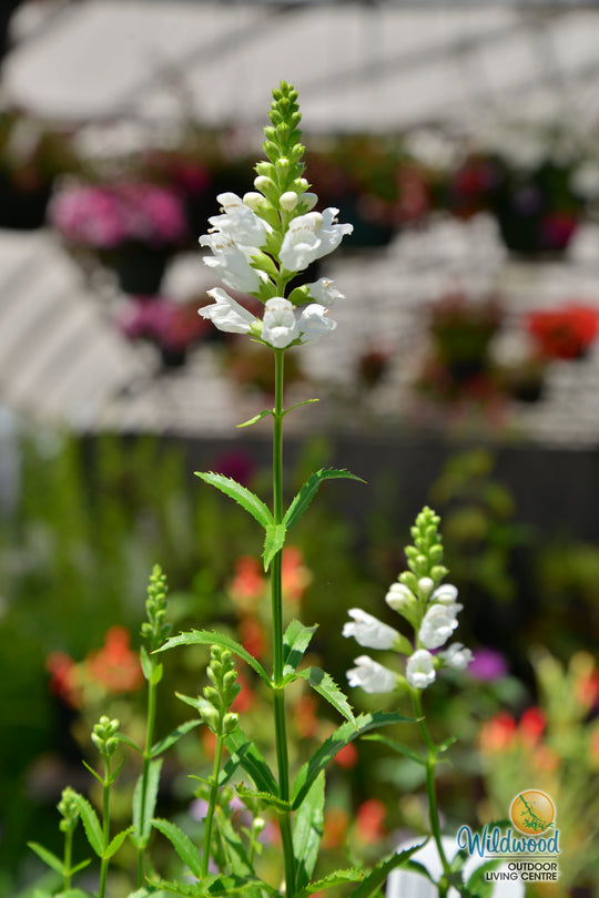 Physostegia - Crystal Peak White, 1 Pack
