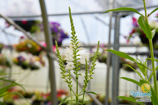 Physostegia - Crystal Peak White, 1 Pack