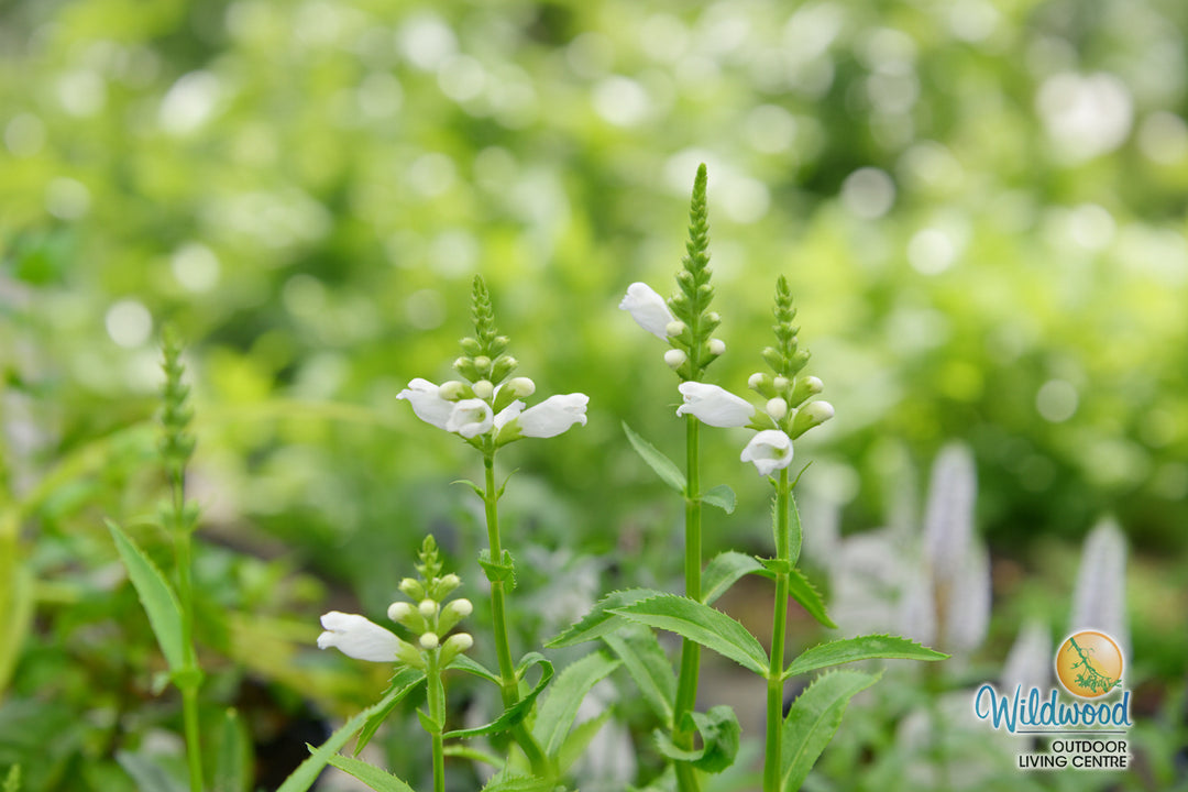 Physostegia - Crystal Peak White, 1 Pack
