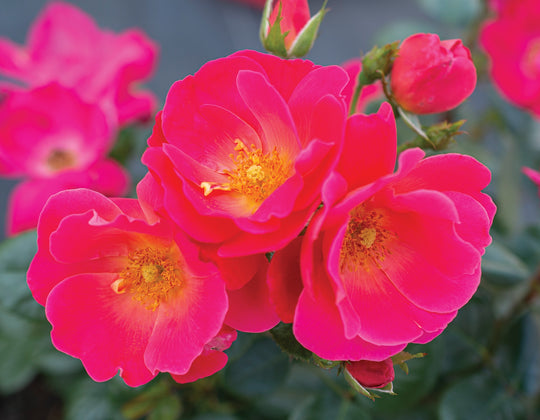 Brick House® Pink - Star Roses and Plants