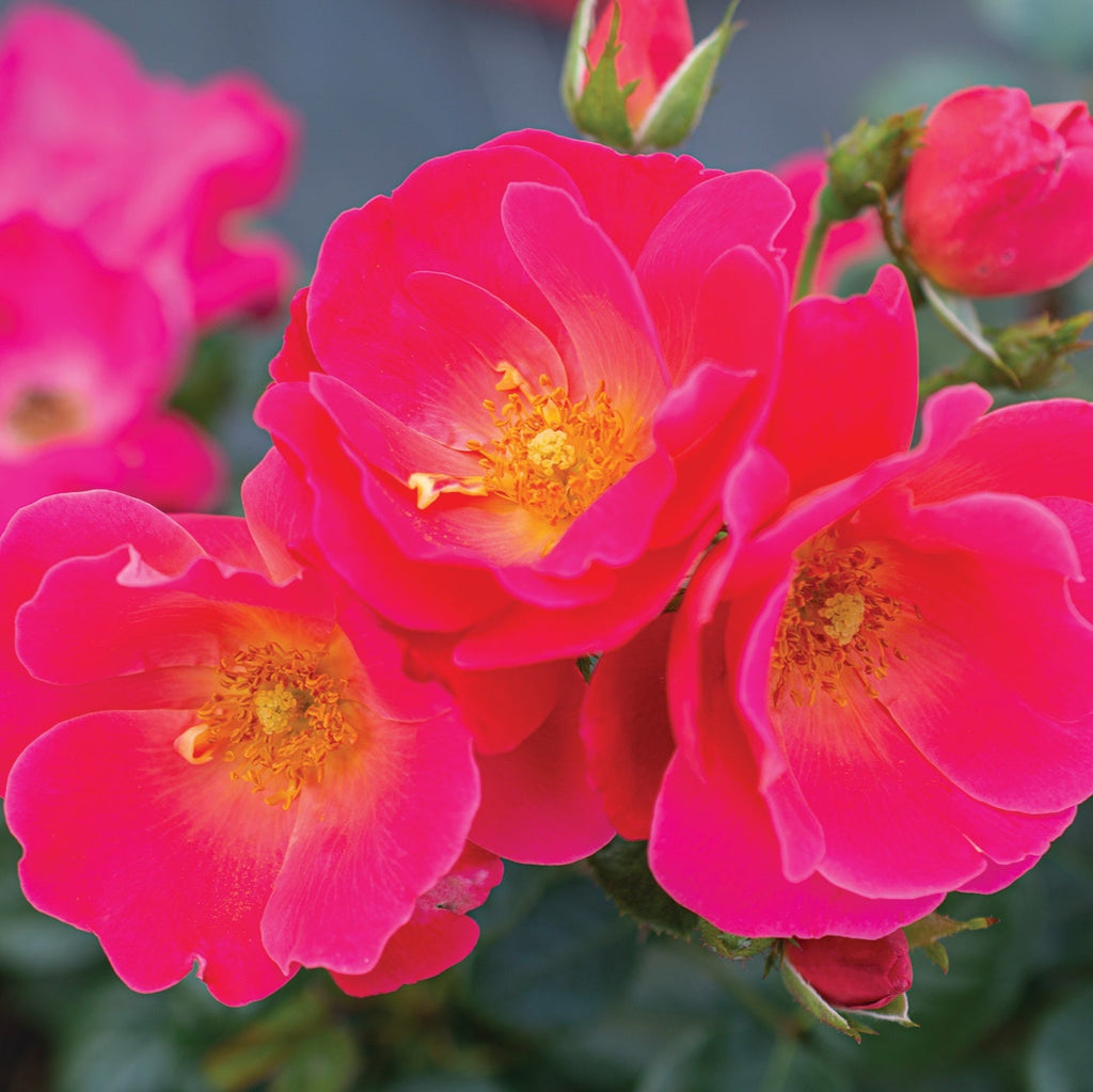 ROSE☆ROSE Pink X-Pression - Tessa The Finest Flowers