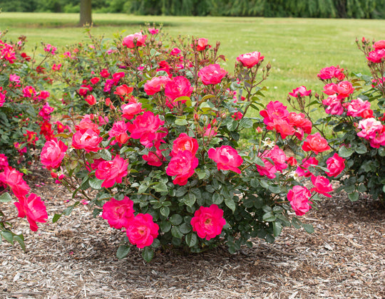 Brick House® Pink - Star Roses and Plants