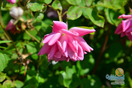 Pink Double Knock Out - Star Roses and Plants