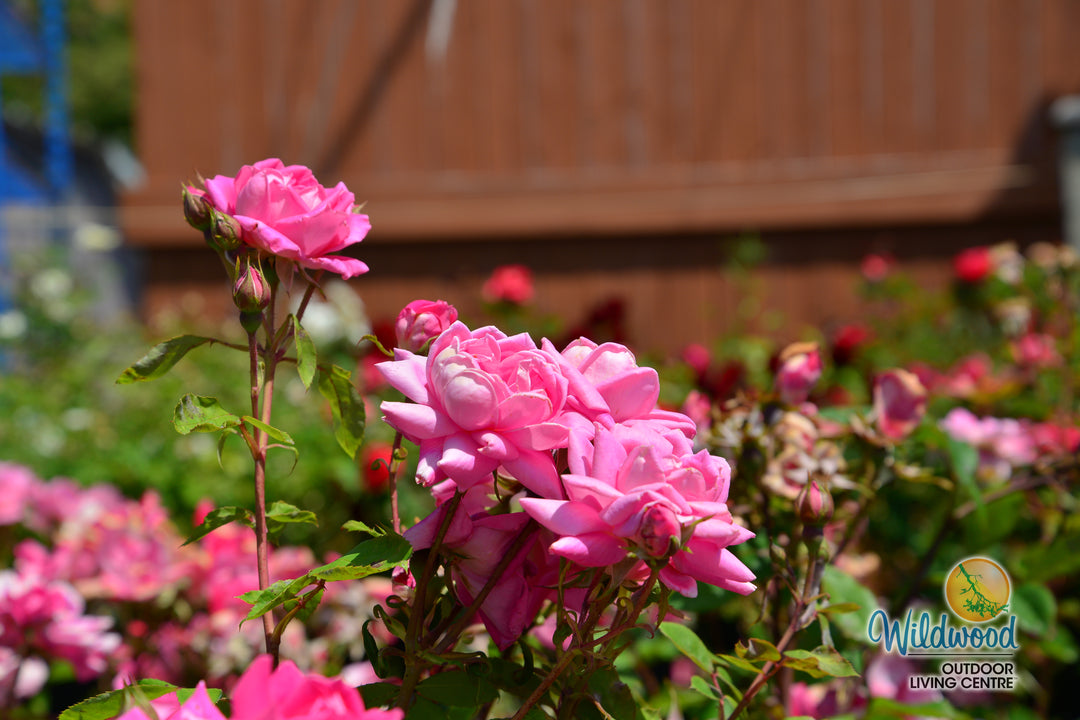 Pink Double Knock Out - Star Roses and Plants