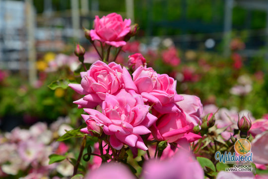 Pink Double Knock Out - Star Roses and Plants
