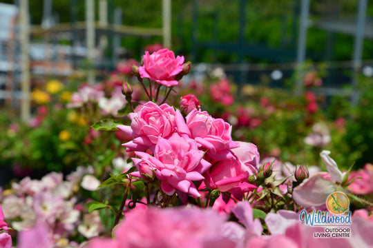 Pink Double Knock Out - Star Roses and Plants