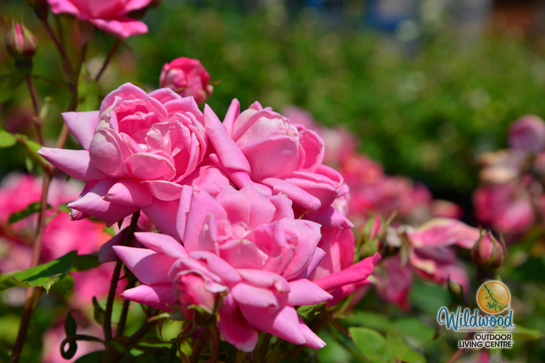 Pink Double Knock Out - Star Roses and Plants