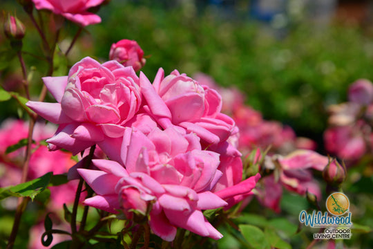 Pink Double Knock Out - Star Roses and Plants