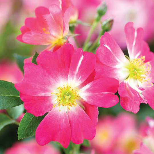 Pink Drift - Star Roses and Plants
