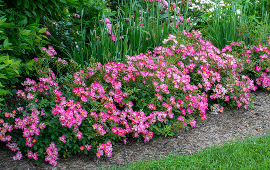 Pink Drift - Star Roses and Plants