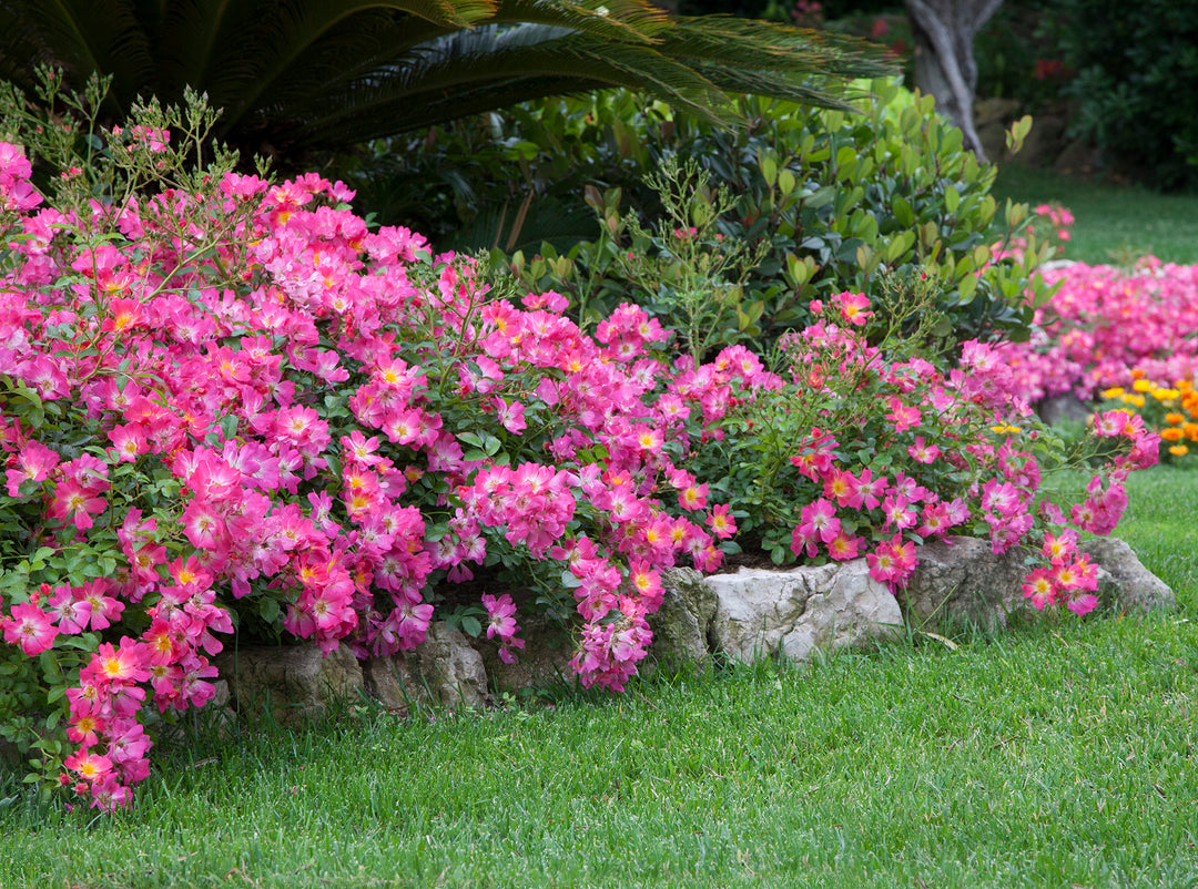 Pink Drift - Star Roses and Plants