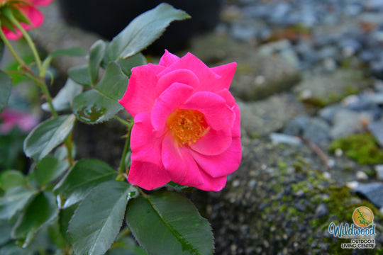 Pink Freedom -  Weeks Rose