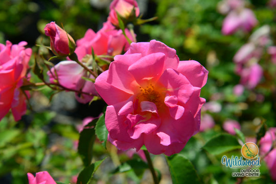 Pink Freedom -  Weeks Rose